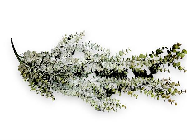 EUCALIPTUS POPULUS BUSH VINE FROSTED