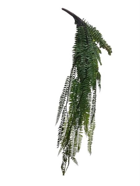 120CM BOSTON FERN VINE BUSH