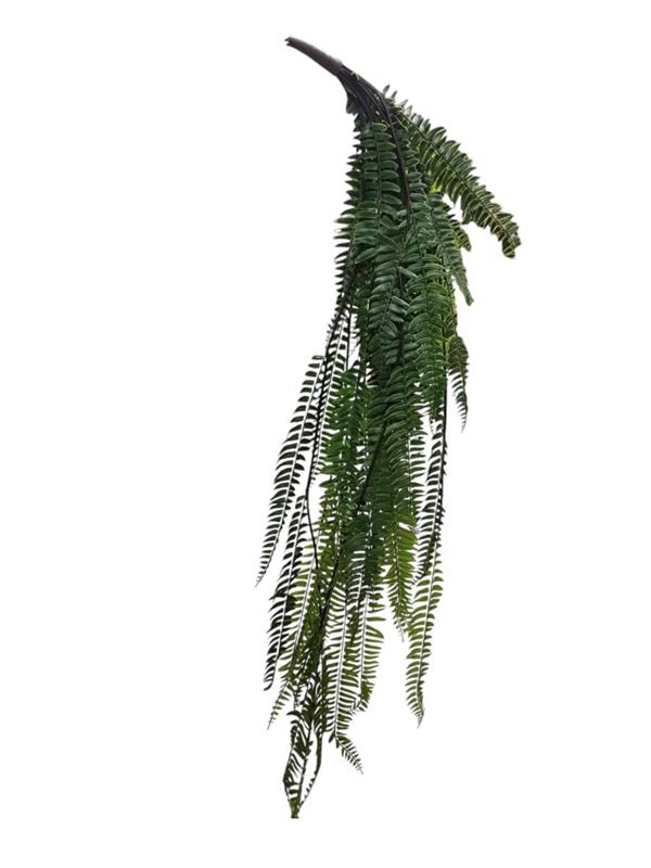 120CM BOSTON FERN VINE BUSH