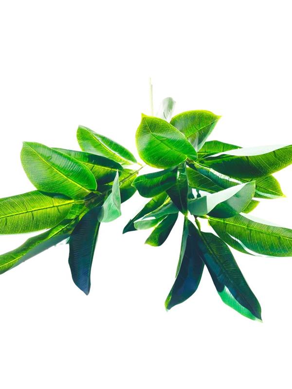 FICUS ROBUSTA X3