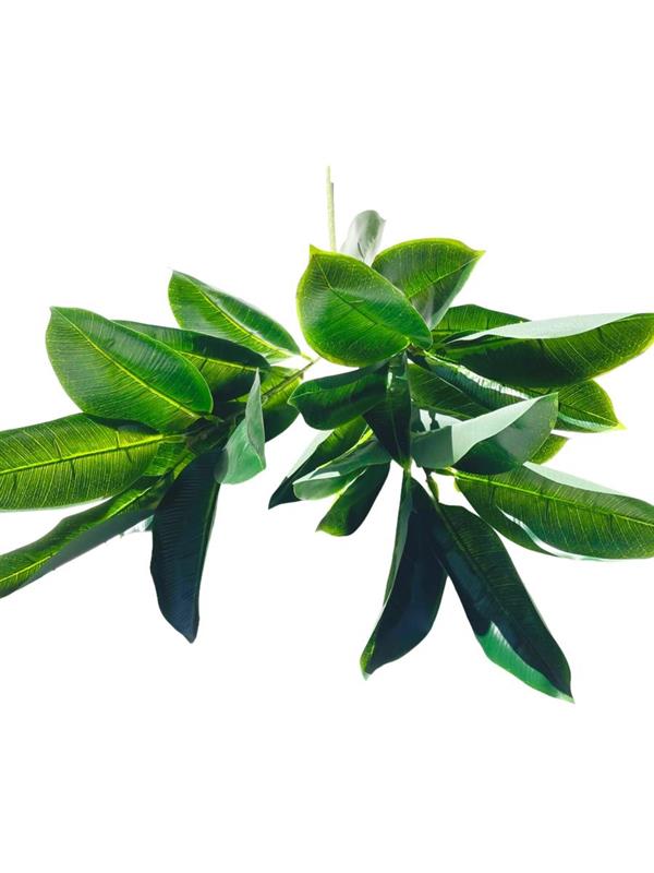 FICUS ROBUSTA X3 GREEN *1/12*