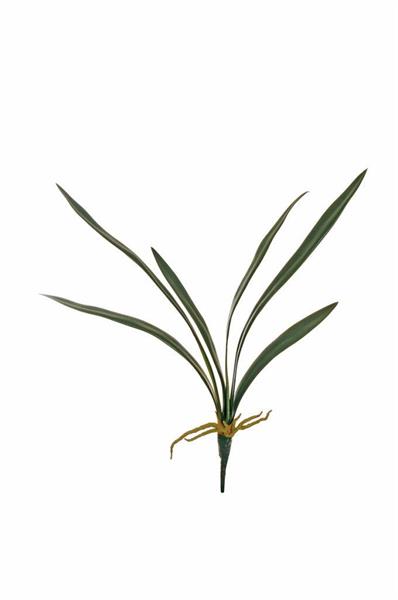 CYMBIDIUM ORCHID REAL TOUCH LEAVES X6 W/ROOTS,57CM.GREEN *1/36*