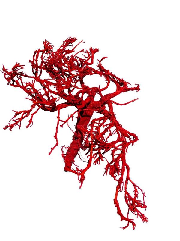 DRY BUSH 100 GR. CORALLO ROSSO