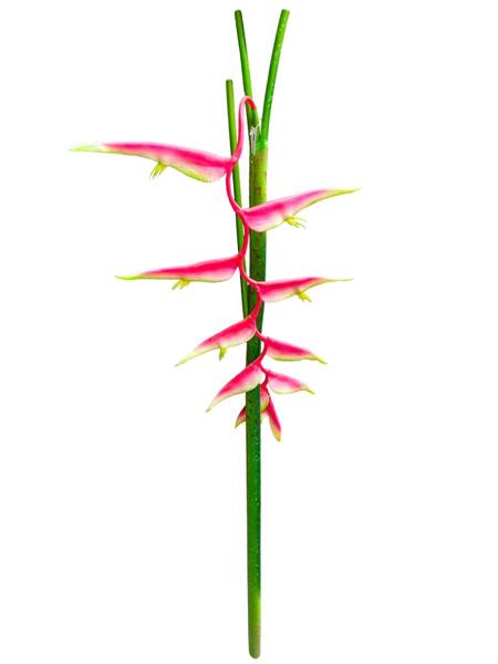 HELICONIA GIANT VINE