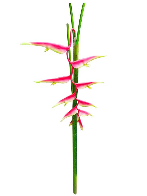 HELICONIA GIANT VINE