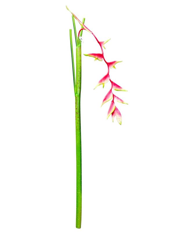HELICONIA GIANT VINE DK PINK