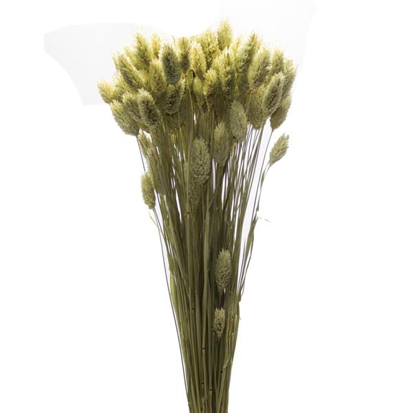PHALARIS X 100 GR. NATUALE VERDE