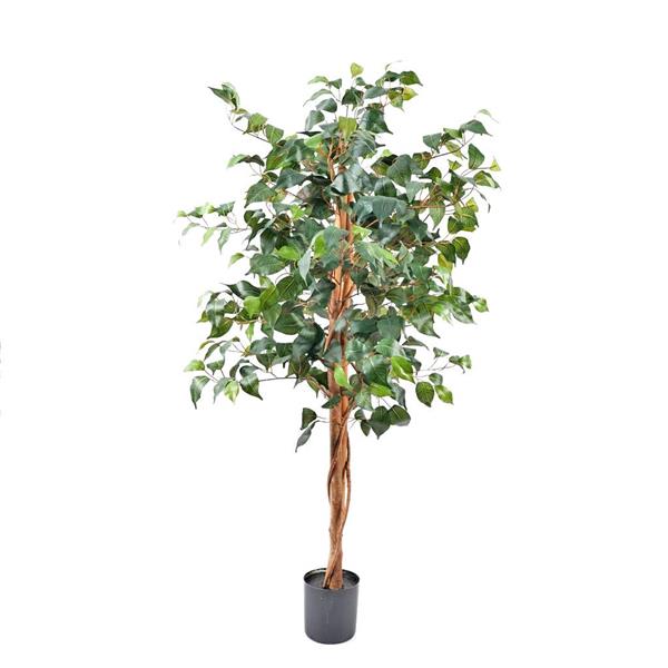 PIANTA FICUS H.210 CM C/1512 FOGLIE GREEN (2PV2062.093)