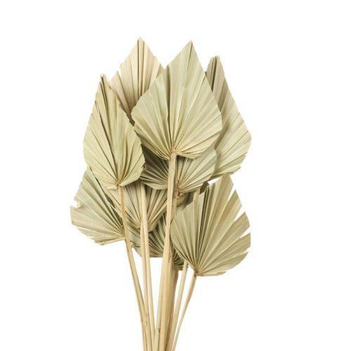 PALM SPEAR X5 NATURALE 45 CM