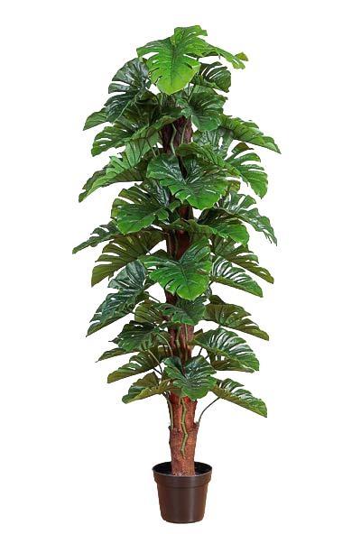 PIANTA PHILO H.180 CM IN VASO GREEN (2PV1658-093)