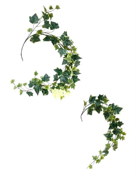 IVY WREATH VARIEGATED