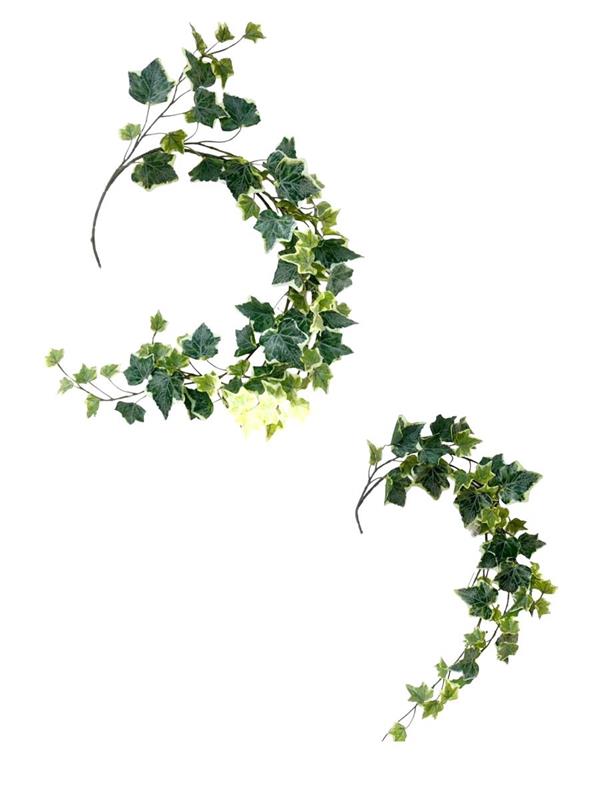 IVY WREATH VARIEGATED