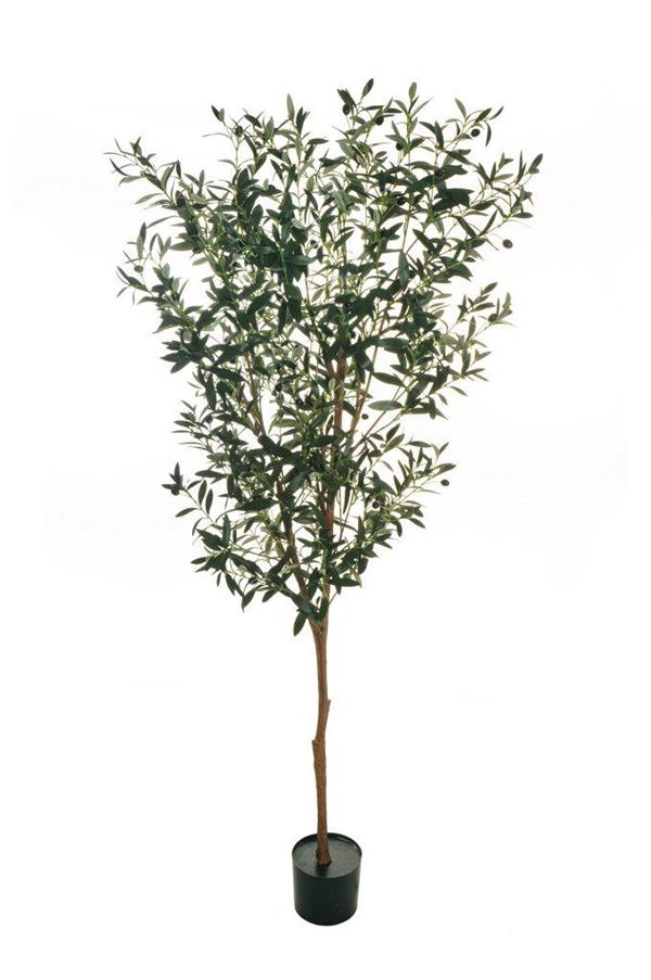 OLIVE TREE W/810 LVS &PLASTIC TRUNK GREEN H 180 CM 80-433299