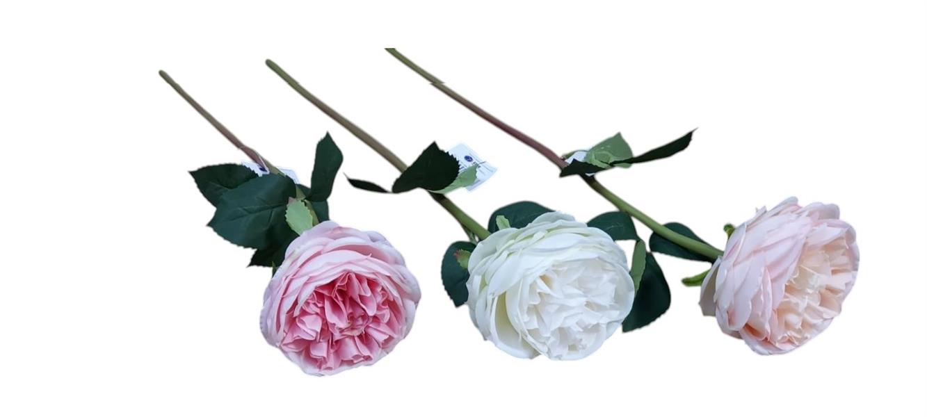 PEONIA L.60CM *1/48/288* EM82