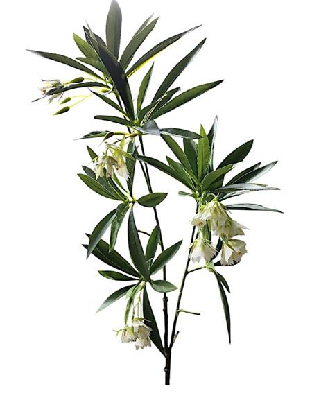 GREEN BRANCH W/FLOWERS H.90 CM