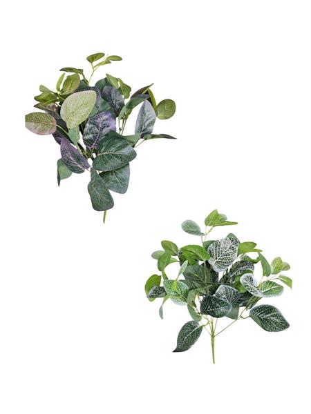 FITTONIA BUSH X7