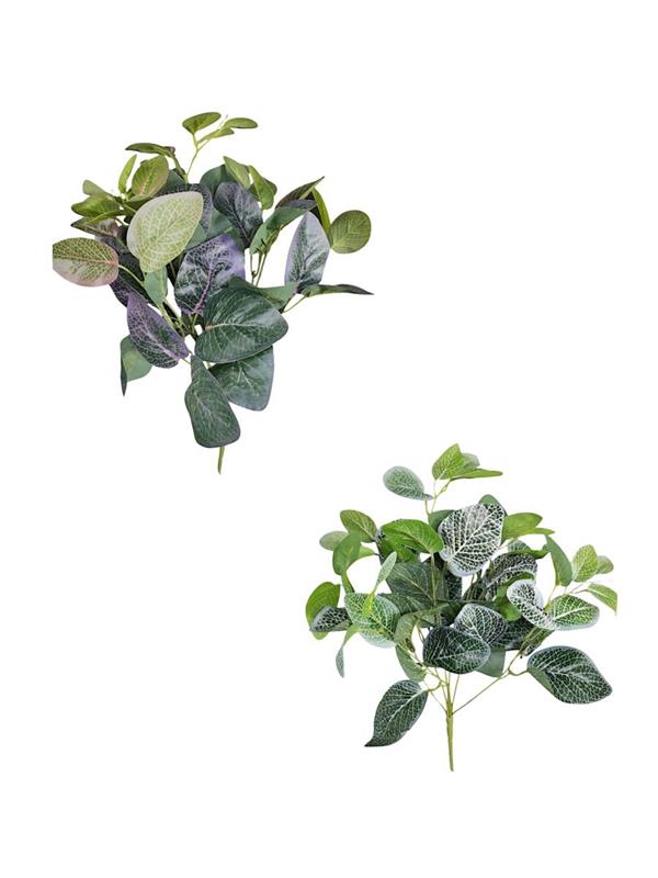 FITTONIA BUSH X7