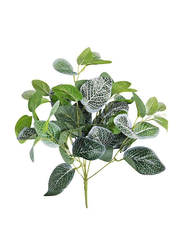 FITTONIA BUSH X7 WHITE - GREEN *1/12*