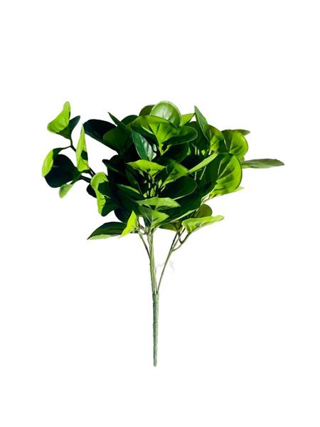 MONEY LEAF BUSH X7 GREEN