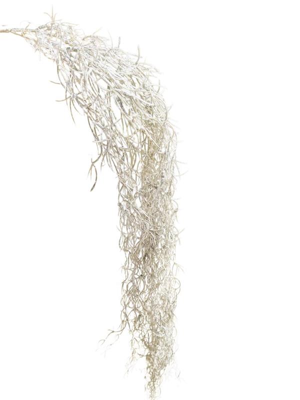 TILLANTZIA VINE FROSTED *1/24*