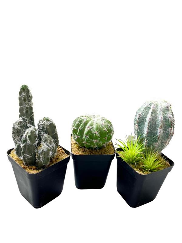 CACTUS X12PZ ASSORTED