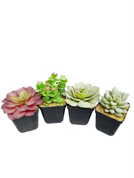SUCCULENTA PLATEAUX X12PZ