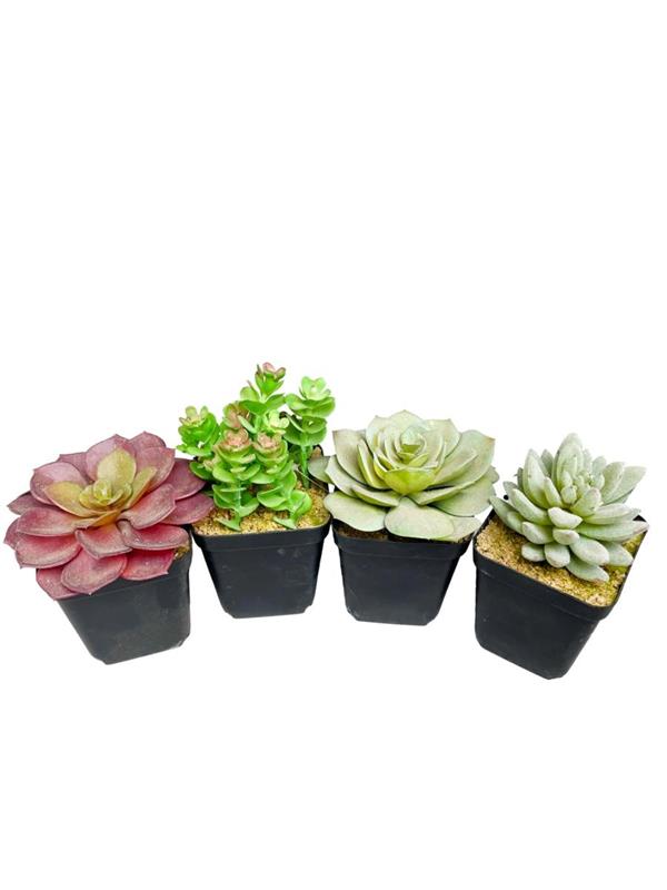 SUCCULENTA PLATEAUX X12PZ ASSORTED
