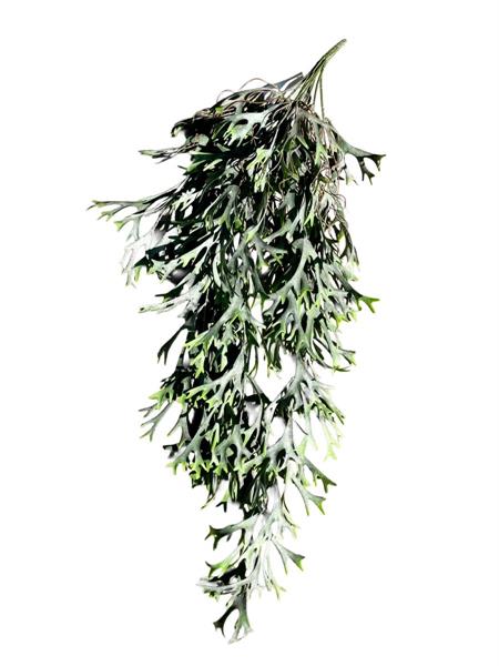 LEMON GRASS LVS BUSH VINE X 103 LVS