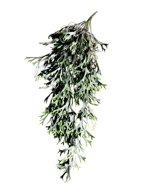 LEMON GRASS LVS BUSH VINE X 103 LVS