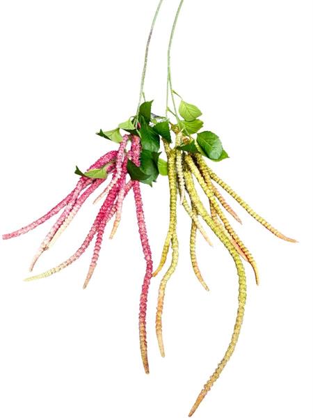AMARANTHUS CAUDATO X10 135CM