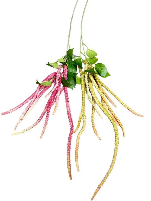 AMARANTHUS CAUDATO X10 135CM