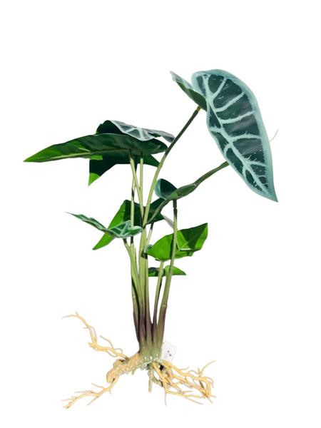 SYNGONIUM PLANT  X10  GREEN *1/12/120*