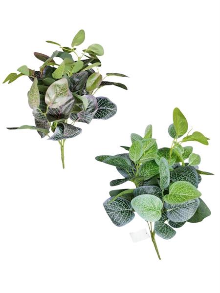 FITTONIA BUSH