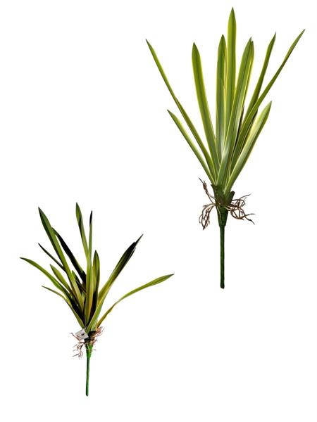 CORDYLINA PLANT