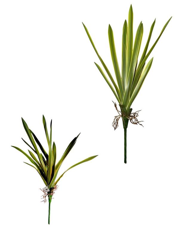 CORDYLINA PLANT