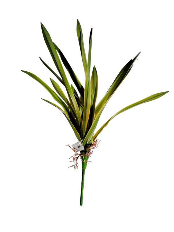 CORDYLINA PLANT GREEN *1/24/240*