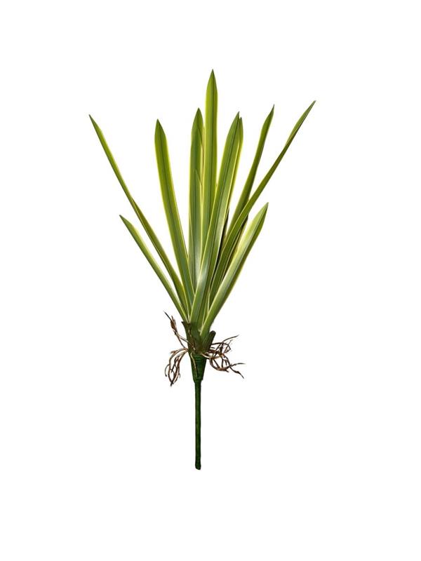 CORDYLINA PLANT GREEN - YELLOW *1/24/240*