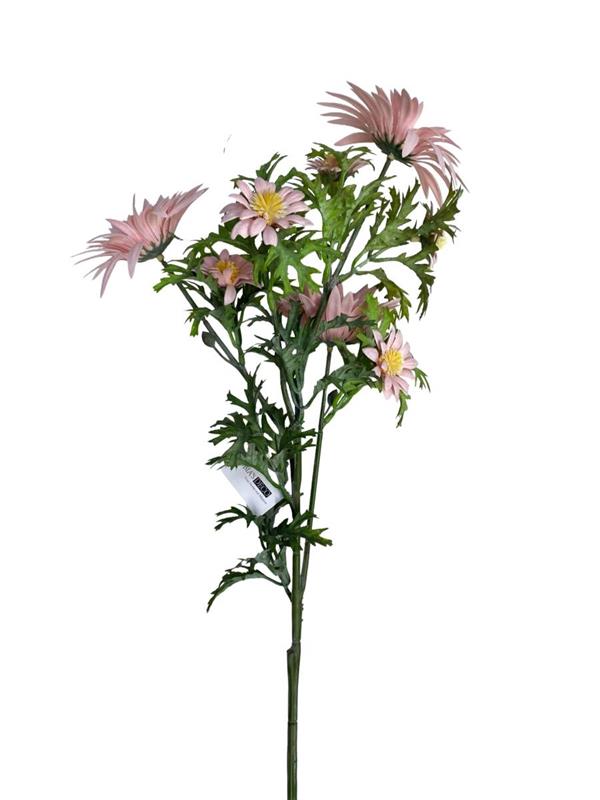 LEUCANTHEMUM SPRAY X 3 BIG FLRS X 4 SMALL FLRS LT PINK