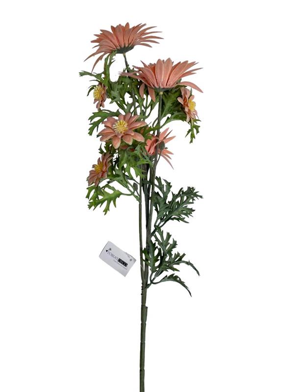LEUCANTHEMUM SPRAY X 3 BIG FLRS X 4 SMALL FLRS PEACH