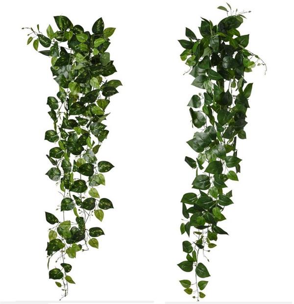 POTHOS CADENTE X 219 LVS **1-6-36**
