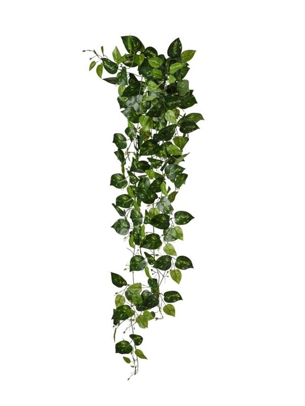 POTHOS CADENTE X 219 LVS **1-6-36** GREEN YELLOW