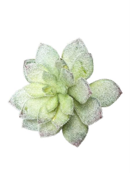 PIANTA GRASSA CM 12 - GREEN
