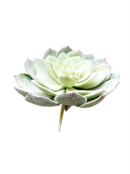 PIANTA GRASSA CM 17,50 - GREEN
