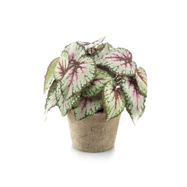 BEGONIA LVS BUSH X3 GREYPINK 25CM IN TC POT AGED 16CM