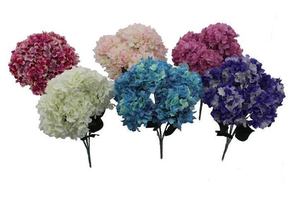 POINT HYDRANGEA BUSH X 6