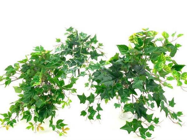 22 PE LEAF BUSH