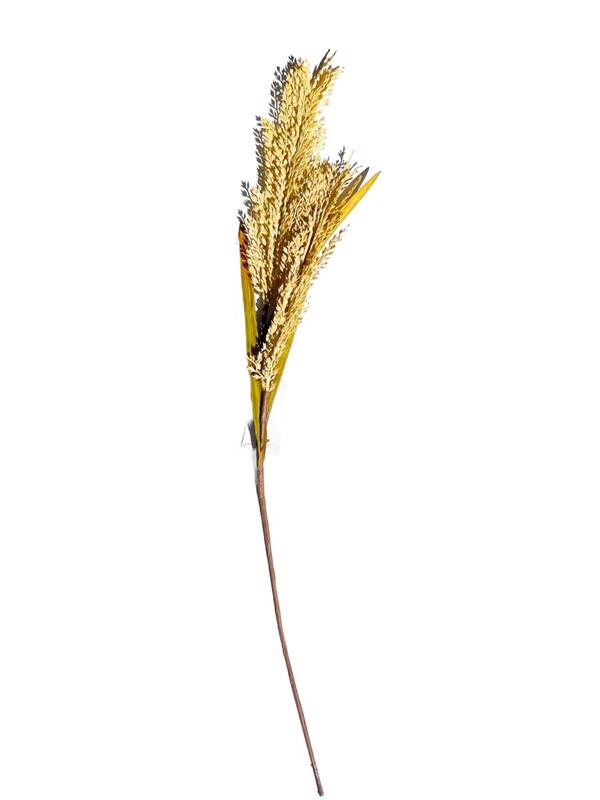 30 SORGHUM SPRAY YELLOW (96437)