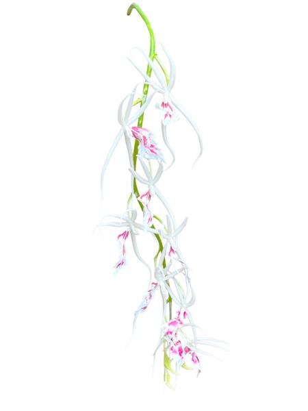 95CM BRASSIA SPRAY 9FLS, 3 BUD