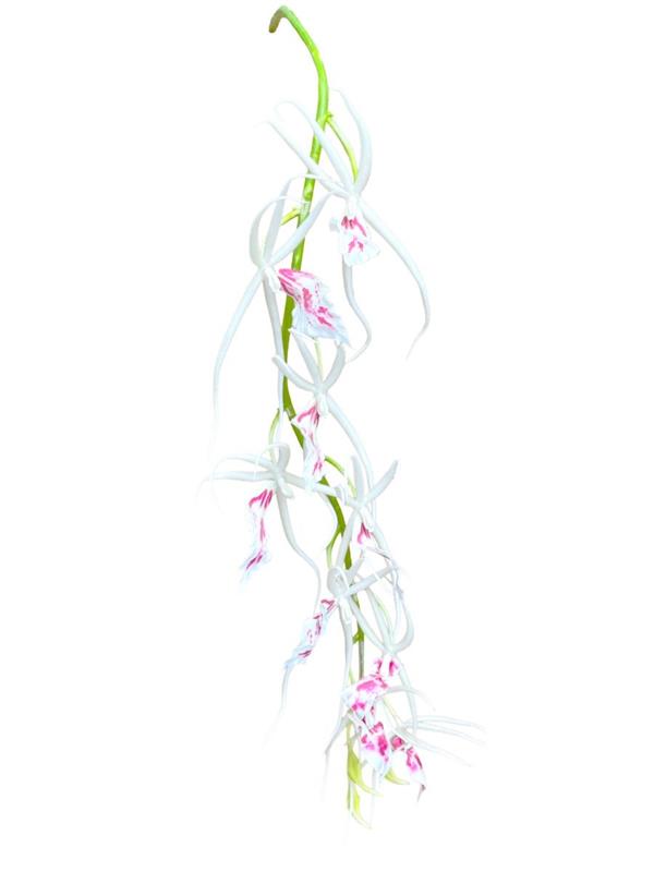 95CM BRASSIA SPRAY 9FLS, 3 BUD