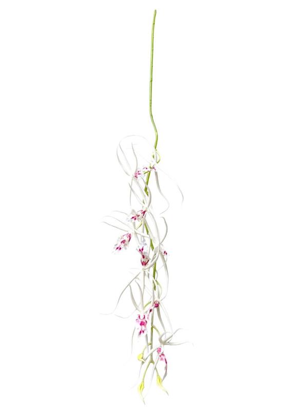 95CM BRASSIA SPRAY 9FLS, 3 BUD WHITE (94717)